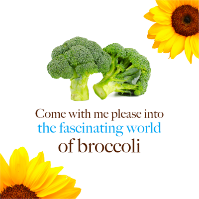 Calendar Girls Square Broccoli